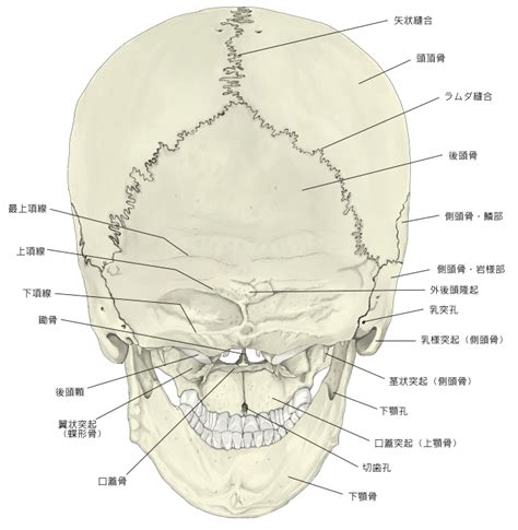 項骨